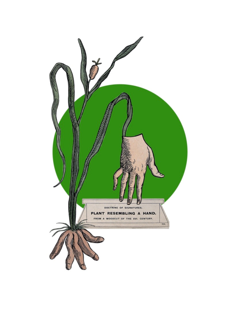 An antique illustration of a plant with a root system that looks like fingers and an illustration of a hand to represent the analog tangible and real collaged over a green circle and a white background